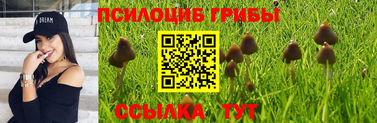 Галлюциногенные грибы Psilocybe  где купить наркоту  Галлюциногенные грибы Cubensis  Прохладный  Вход с VPN 
