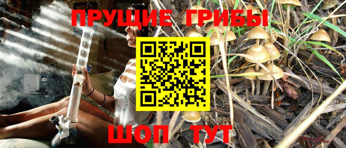 Псилоцибиновые грибы GOLDEN TEACHER Прохладный